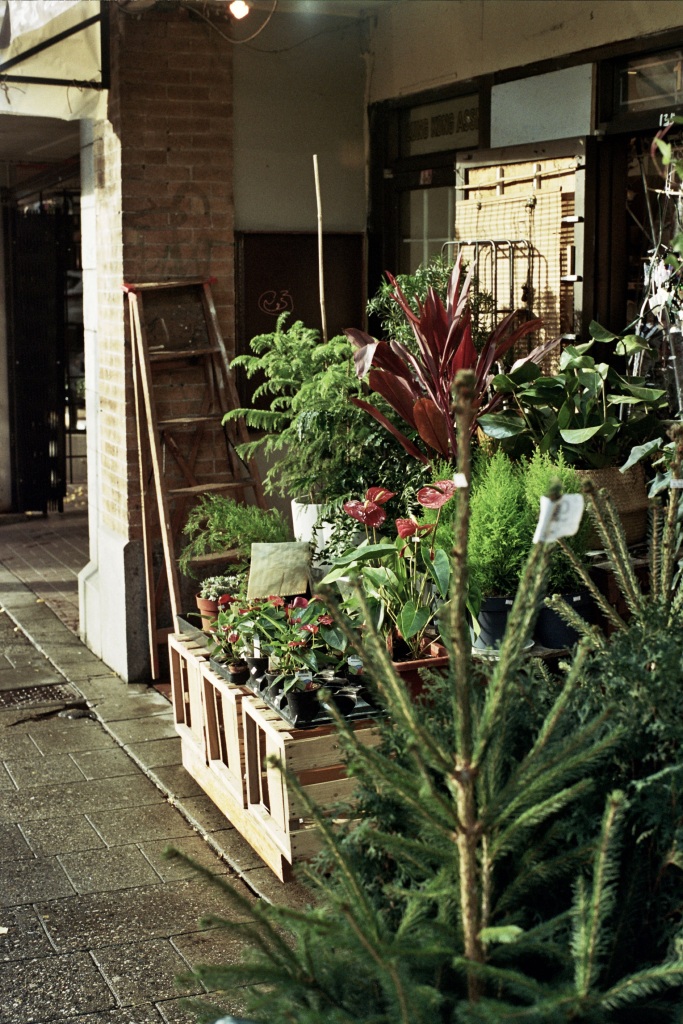 Bamboo Village, a plant, ceramic, joss, and bamboo goods store at 135 East Pender Street. Picture features colourful houseplants occupying a sheltered storefront, lit in bright sunlight on a fall day in 2020. Photo Source: Russell Chiong/Chinatown Today.