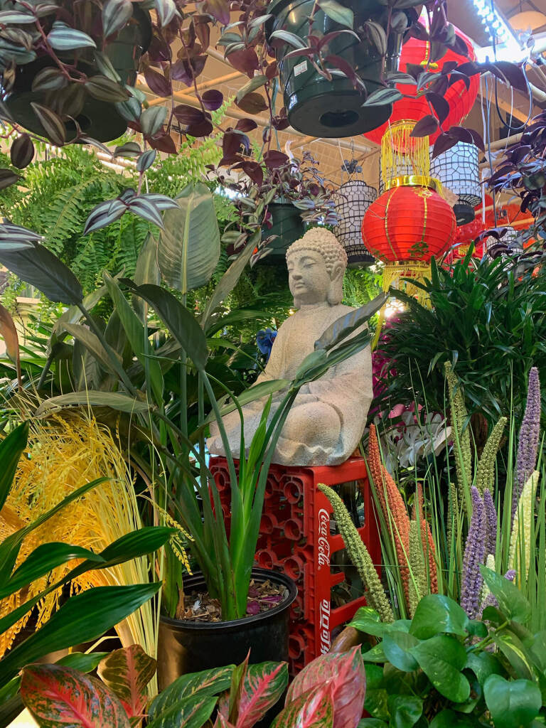 Bamboo Village, a plant, ceramic, joss, and bamboo goods store at 135 East Pender Street. Picture features colourful houseplants and a buddha statue on a coke crate.